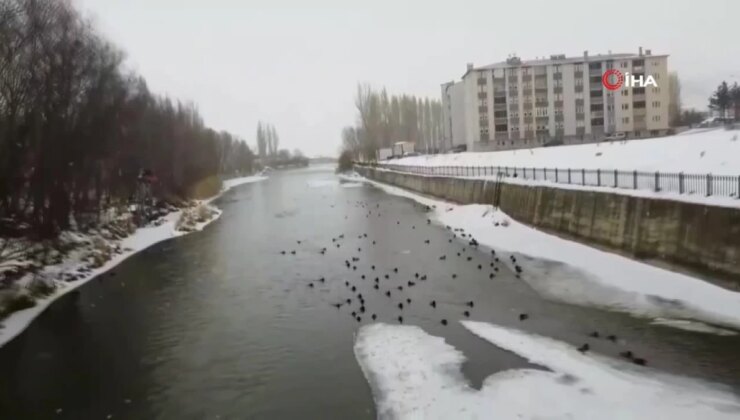 Sibirya’dan göç eden yeşilbaşlı ördekler Bayburt’u sevdi