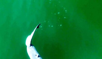 YouTuber, Büyük Beyaz Köpekbalığının Doğum Anını İlk Kez Görüntüleyebilir