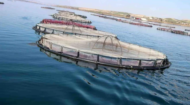 Şanlıurfa’da Üretilen 20 Bin Ton Balık Dünya Ülkelerine İhraç Ediliyor