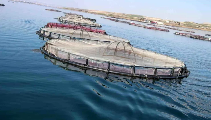 Şanlıurfa’da Üretilen 20 Bin Ton Balık Dünya Ülkelerine İhraç Ediliyor