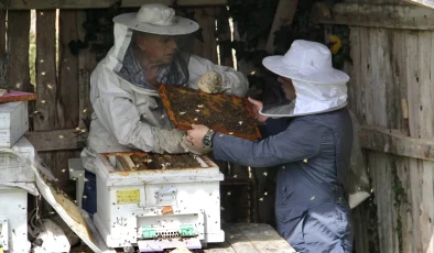 Sinop’ta iklim değişikliği ve gal arısı kestane balı rekoltesini düşürdü