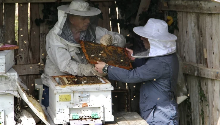 Sinop’ta iklim değişikliği ve gal arısı kestane balı rekoltesini düşürdü