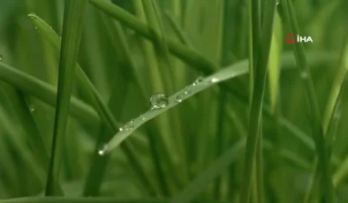 Bakan Yumaklı’dan, peyzaj düzenlemelerinde çim yerine kuraklığa dayanıklı bitki kullanımı için çağrı