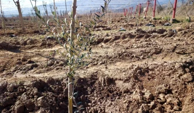 Manisa’nın Alaşehir ilçesinde zeytin üretimi artıyor