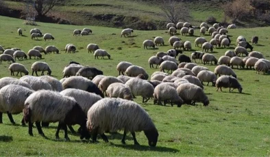 100 bin lira maaşla çoban bulunamıyor