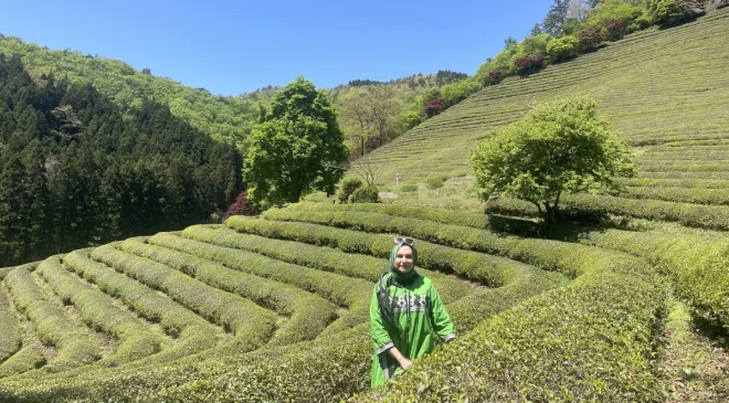 Kore’de Doğa ve Kültürün Birleştiği Nokta: Çay Plantasyonları