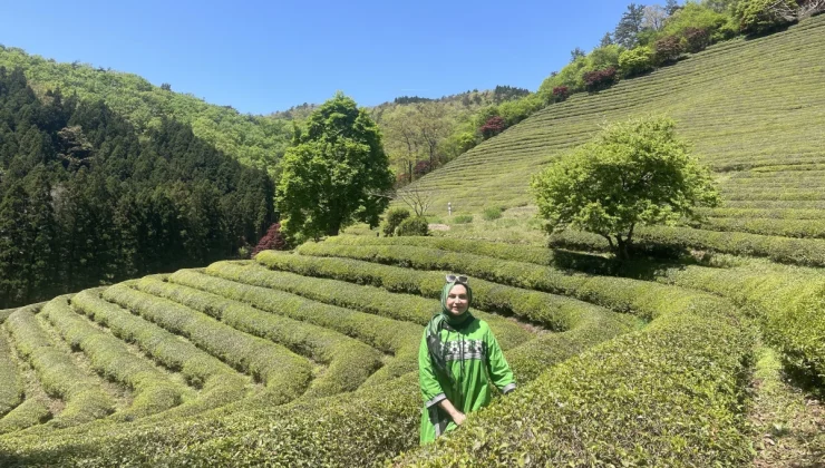 Kore’de Doğa ve Kültürün Birleştiği Nokta: Çay Plantasyonları