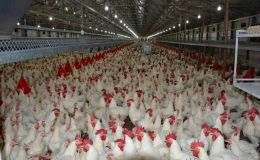 Uzmanı konuştu: “Tavuk fiyatlarına yüzde 200 zam haberleri asılsız”
