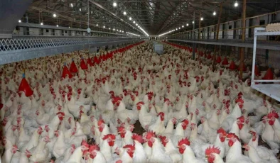 Uzmanı konuştu: “Tavuk fiyatlarına yüzde 200 zam haberleri asılsız”